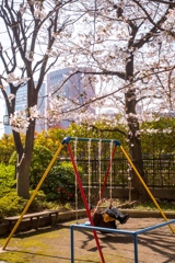 Old man and Cherry blossoms