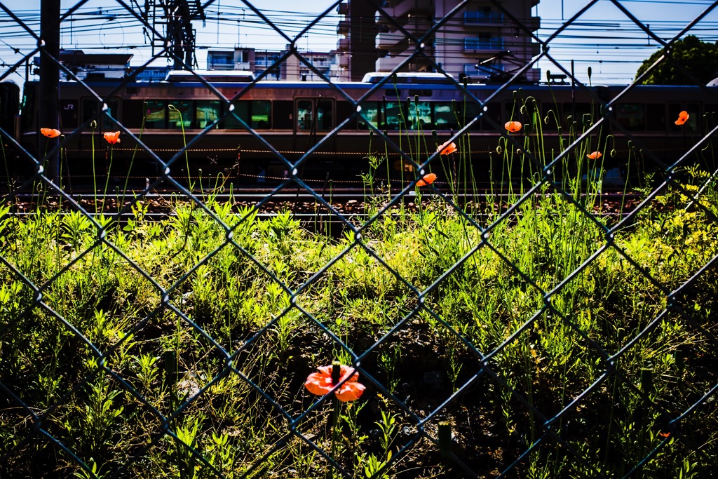 Flowers along the railroad