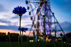 Ferris wheel in the evening #1