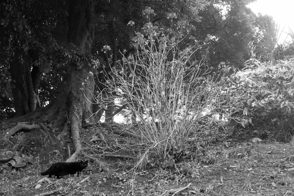 Chat noir
