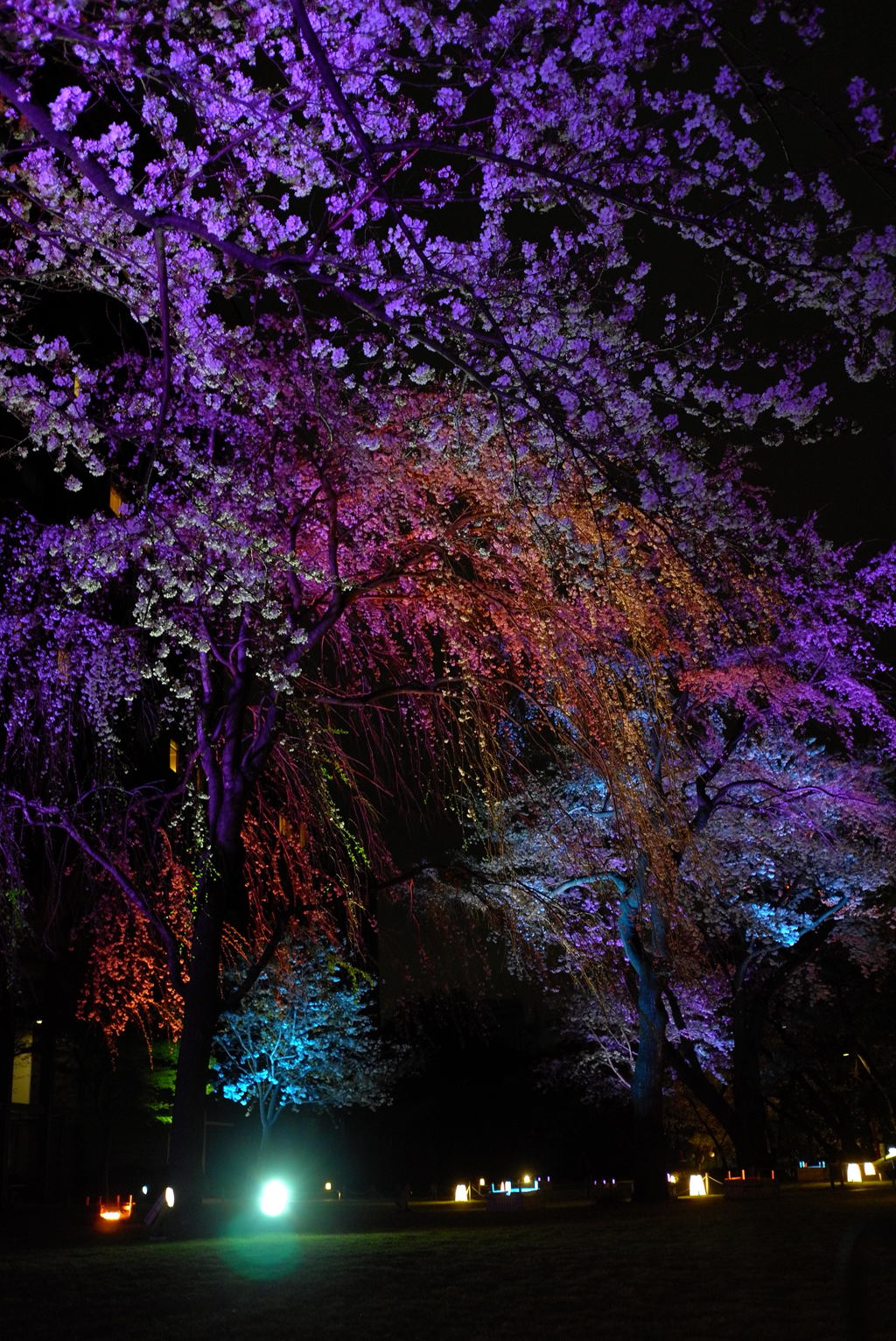 Cherry blossom at midnight
