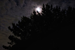 The clouds over the tree