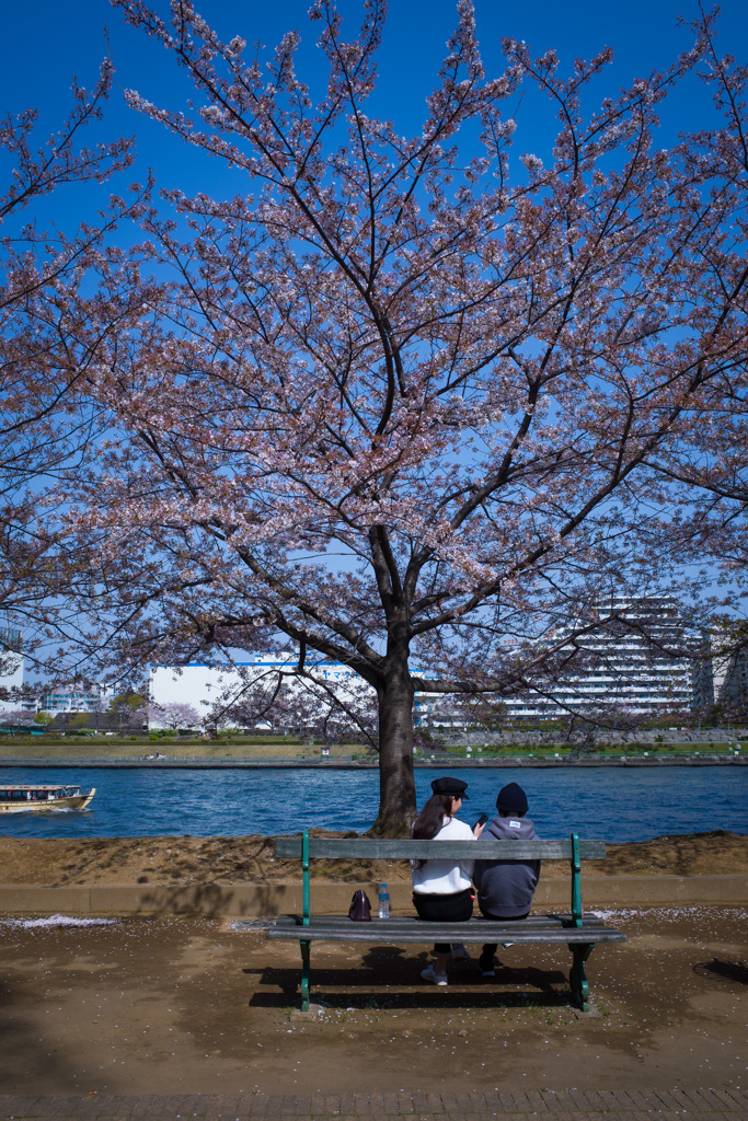 2018 Hanami snap #10