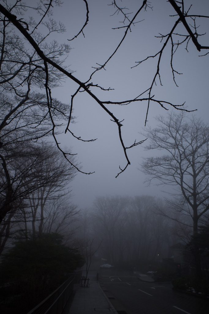 Bare tree