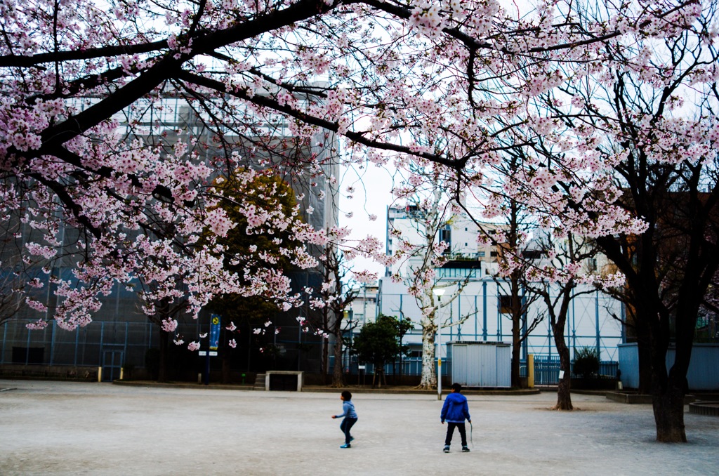 Playing under cherry blossom