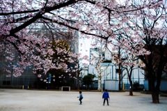 Playing under cherry blossom