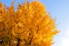 Yellow leaves