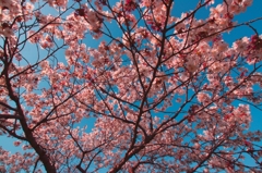 冬桜