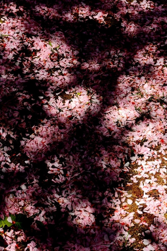 SAKURA Shadow