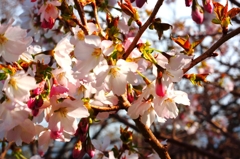 冬桜