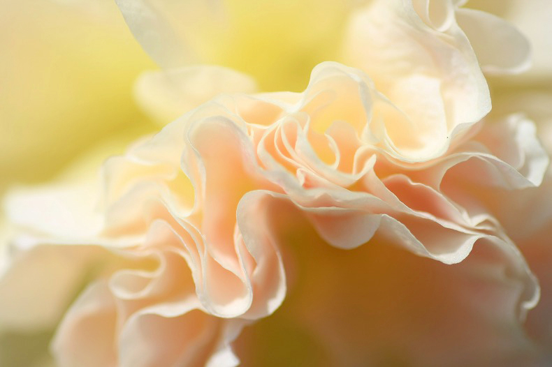　　　花びら模様