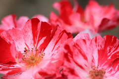 　　　薔薇写　4