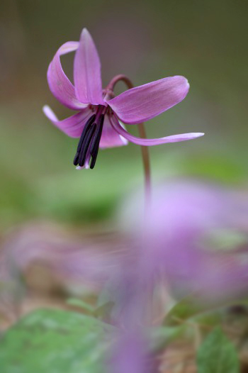　　　春の花野辺　1