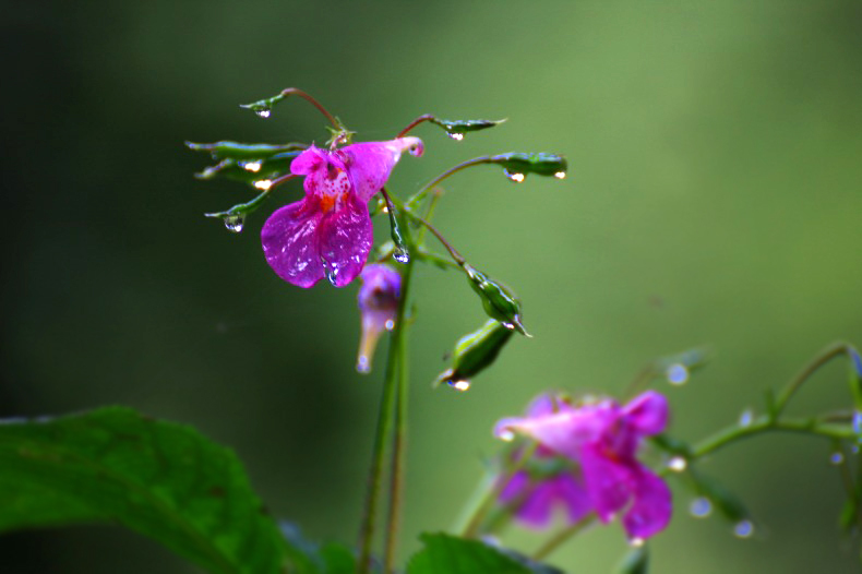 　　　道端に咲いて　　3　　