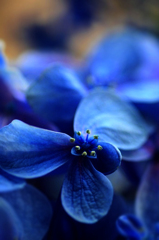 　　　名残花
