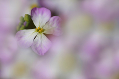 　　　花に埋もれて