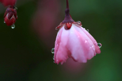 　　　花しずく
