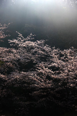 　　　早朝の四百年の森　(2