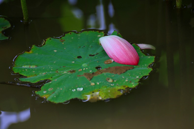 　　　花ハスの印象　6