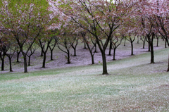 　　さくら 桜 櫻　(31