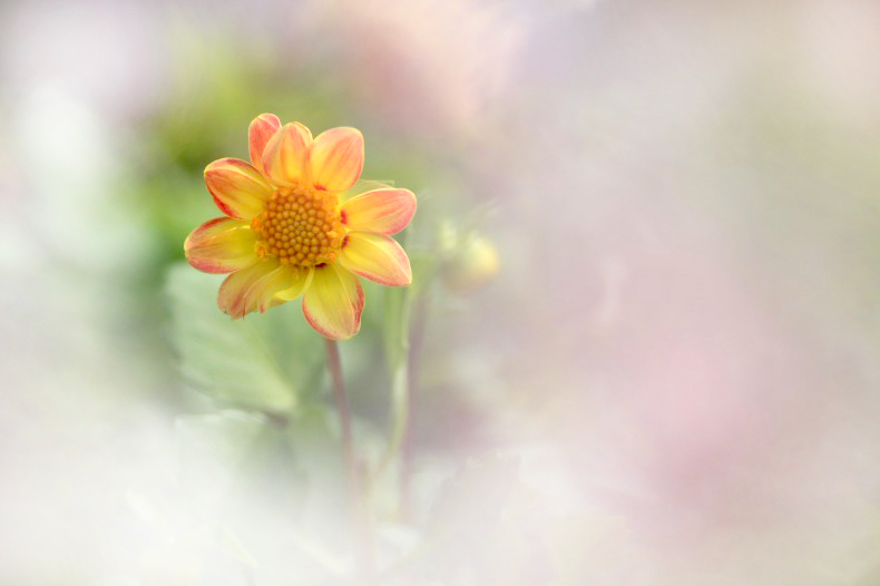 　　　花写　2