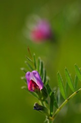 　　　花摘み　5