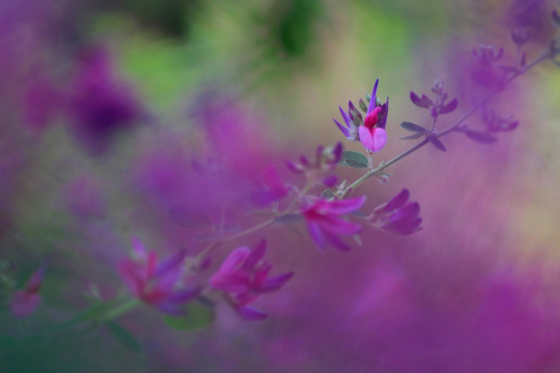 　　野辺の花　5