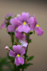 　　　花摘み　7