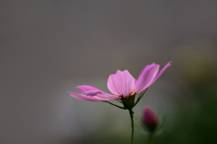 　　　花ひとつ