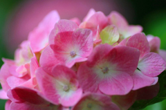 　　　紫陽花たより　2　
