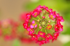 　　花摘み　5 