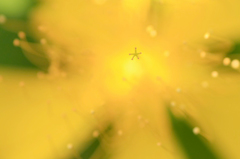 　　　星の花芯