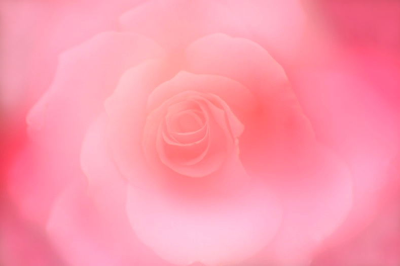 秋薔薇　4