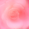秋薔薇　4