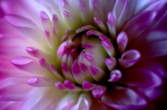　　花摘み　6 