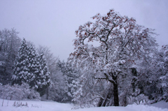 　　　雪柿　　3