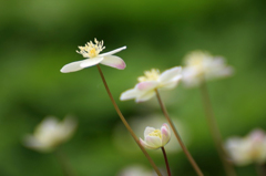 　　　春の花野辺　2