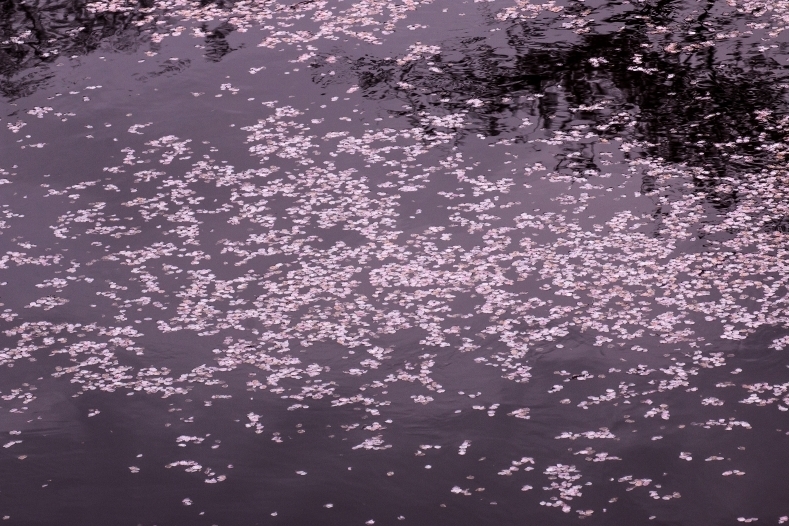 花筏　　7