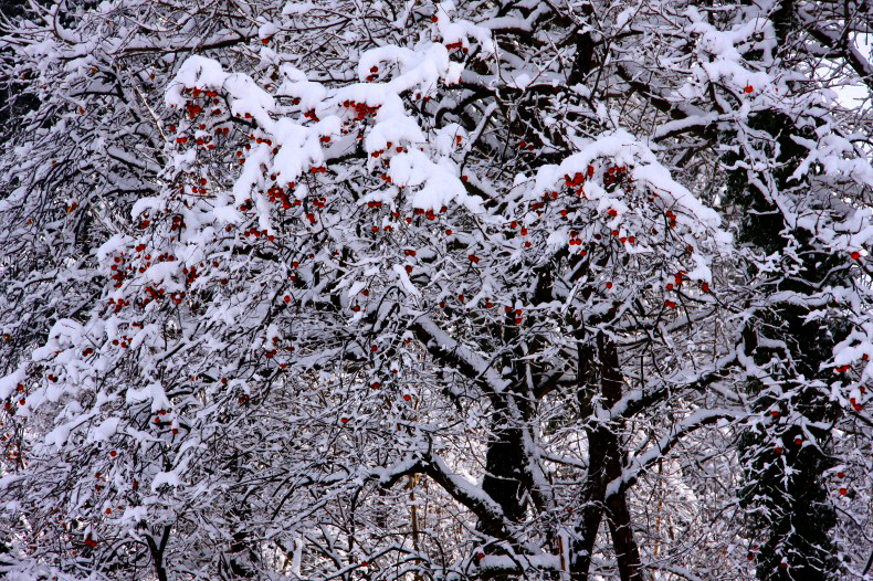 　　　雪柿　　1