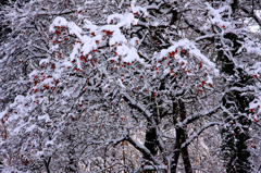 　　　雪柿　　1