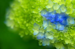 紫陽花の詩　16 