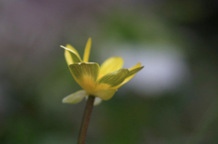 　　春呼ぶ花　6  