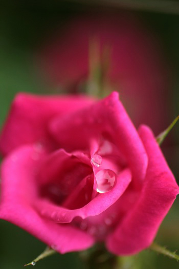 　　　花摘み　21