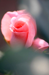 　　　秋薔薇咲いて　　3