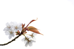 　　山桜一枝