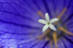 　　　花芯　　3