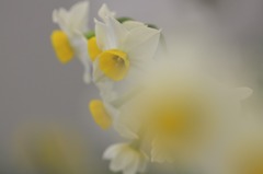 　　花便り　12