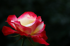 　　　薔薇の回廊　　8