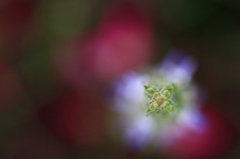 　　幻想花