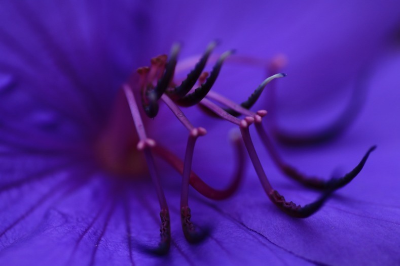 花写　(15　　ノボタン